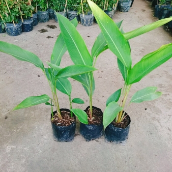 Cây chuối mỏ két bầu đất